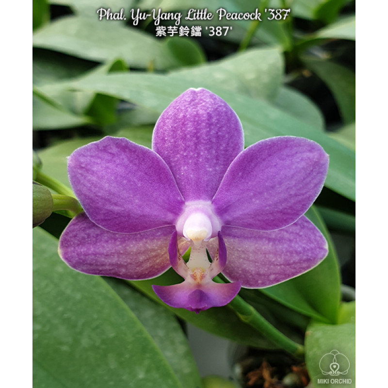 Орхiдея Phal. Yu-Yang Little Peacock 387 - купити, доставка Україна
